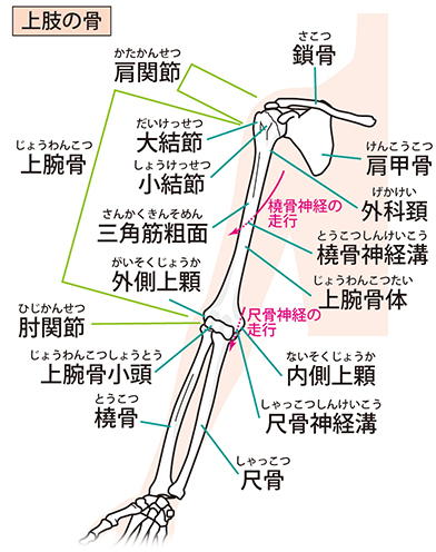 肘の骨